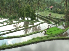 Working the fields of Bali